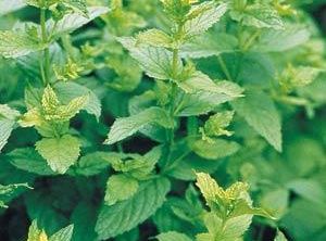 Peppermint herb