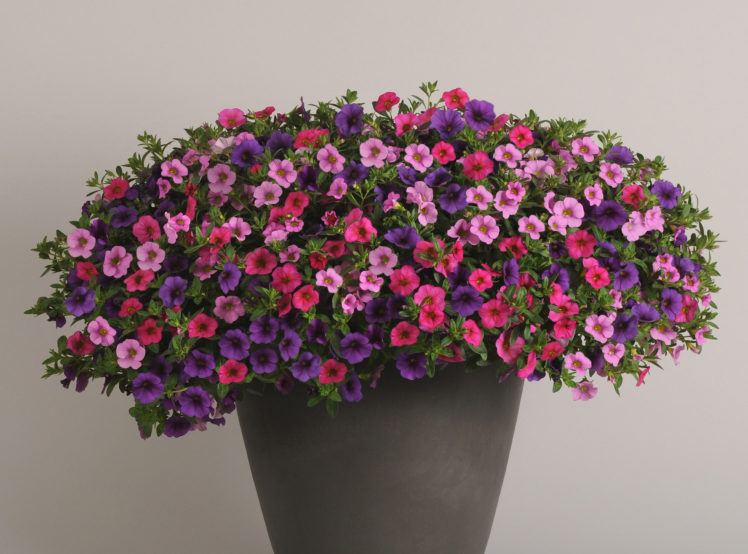 MixMasters Sweet Melody 
Cabaret Hot Pink Calibrachoa
Cabaret Light Pink Calibrachoa
Cabaret Deep Blue Calibrachoa
BFP 2015
Pot On Sweep, Vegetative, Mixed Container
06.13 Arroyo Grande, Mark Widhalm
MixMaster22_02.jpg
MIX13-15819_AL.jpg