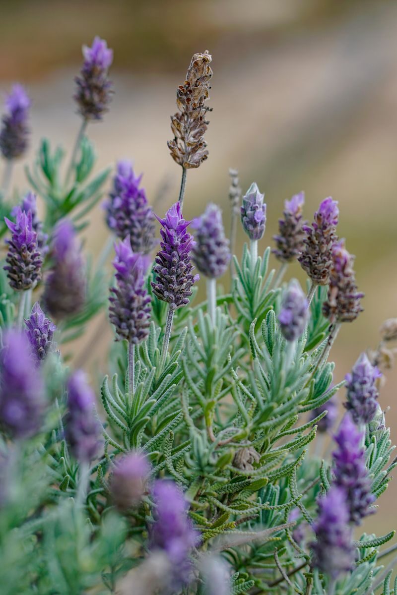 Captivating close-up of vibrant lavender blooms, showcasing natural beauty and tranquility in a garden setting.
