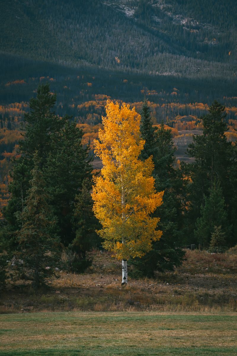 Stunning lone Aspen tree with golden leaves in an autumn forest landscape.