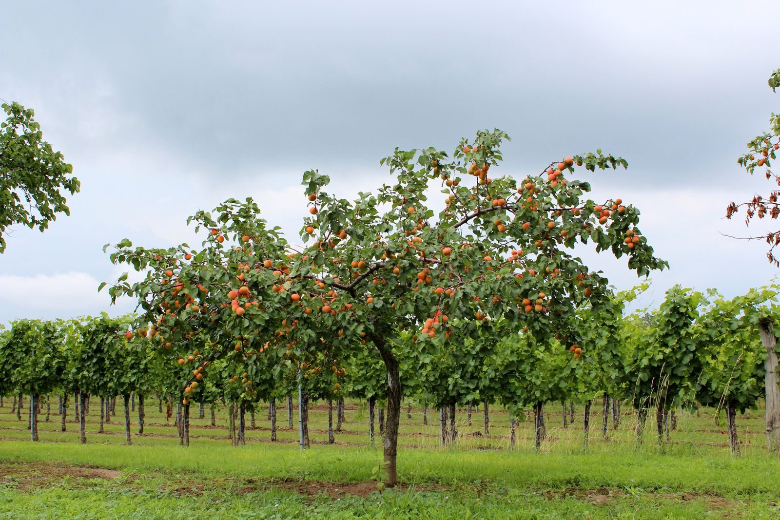 A vibrant apricot tree laden with fruit in a vineyard