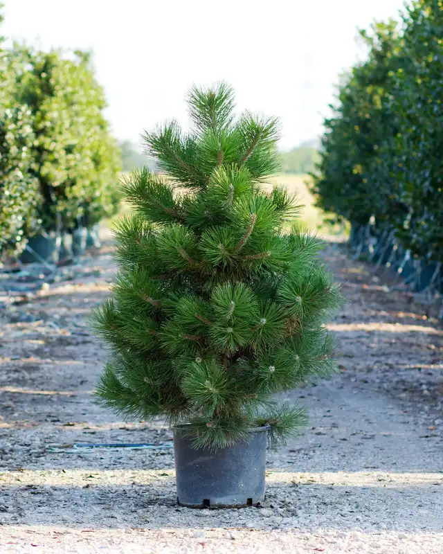 Austrian Pine