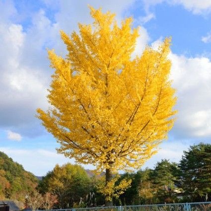 Ginkgo biloba
