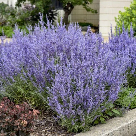 Vibrant clusters of purple flowers in full bloom, surrounded by greenery, adding color to a landscaped area near a building.