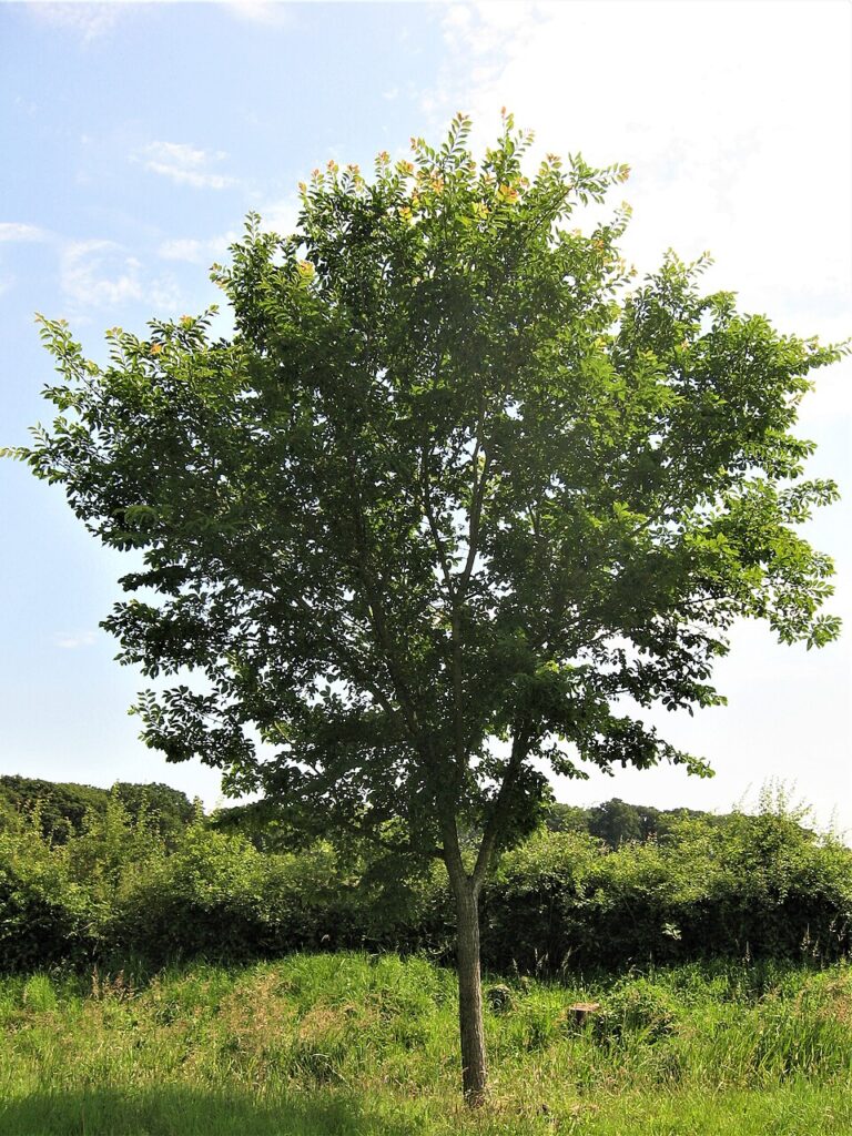 Triumph™ Elm