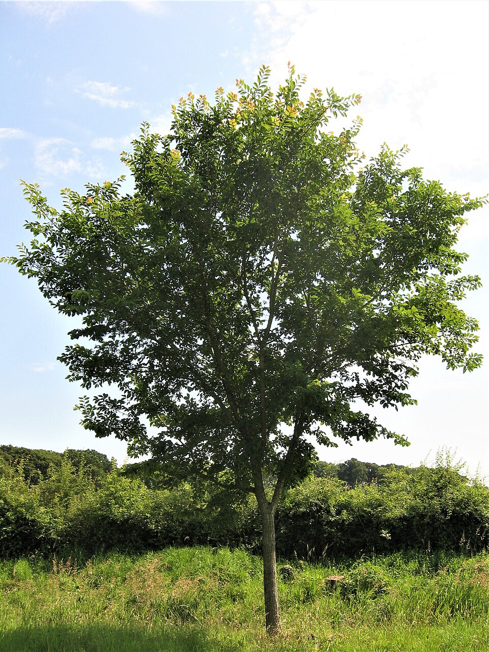 Triumph™ Elm