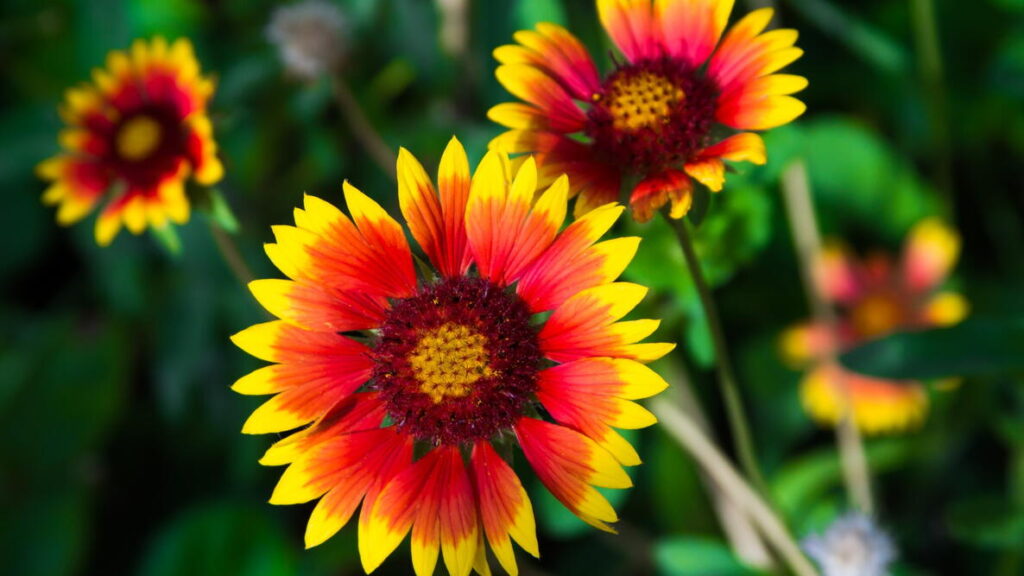 Vibrant red and yellow flowers bloom amidst green foliage, showcasing their striking colors and patterns, perfect for a nature-themed page.