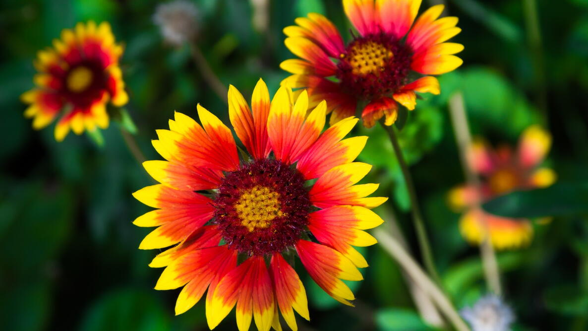 Vibrant red and yellow flowers bloom amidst green foliage, showcasing their striking colors and patterns, perfect for a nature-themed page.
