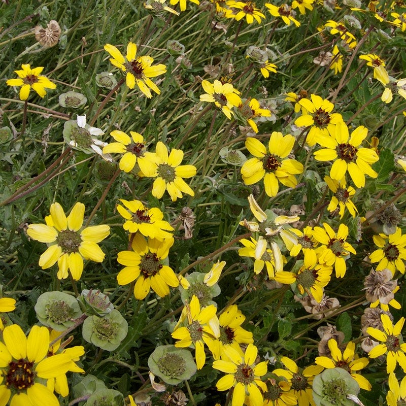 Vibrant cluster of yellow wildflowers with dark centers, surrounded by green foliage. Captures the essence of spring’s natural beauty.
