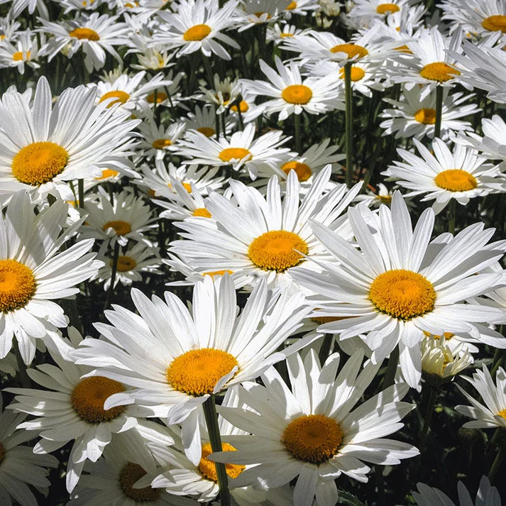 Shasta Daisy