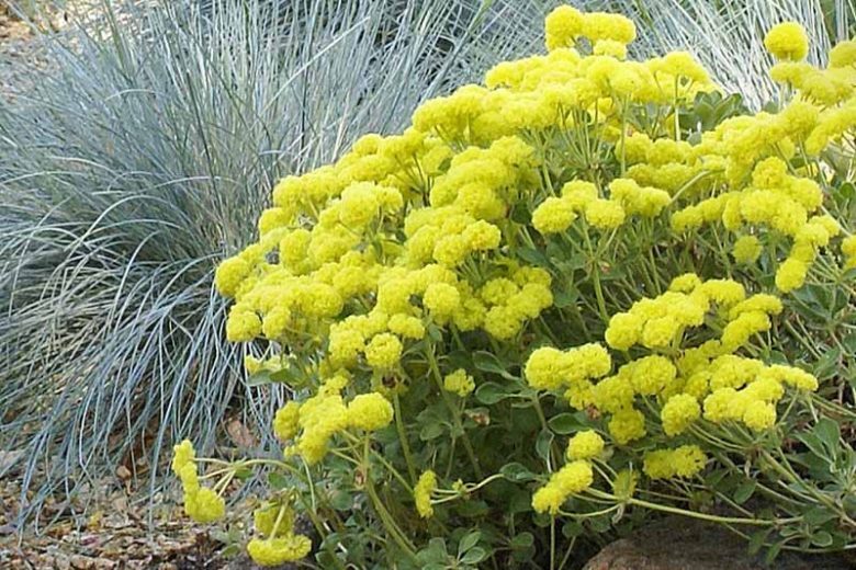 Bright yellow flowering plant in the foreground with blue-green grasses in the background, showcasing a vibrant desert landscape.