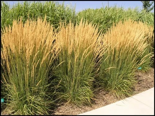 Tall, golden ornamental grasses create a lush border alongside a concrete pathway, highlighting landscaping design. Ideal for adding texture and color.