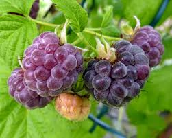 Glencoe Raspberry