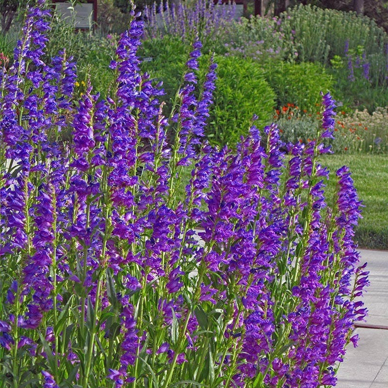 Vibrant purple flowers bloom in tall stalks, enhancing a garden's beauty and color. This image showcases seasonal floral displays.
