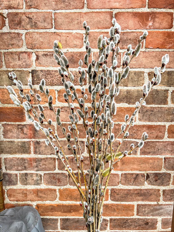 Showtime® Willow
