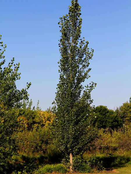 Sundance® Poplar