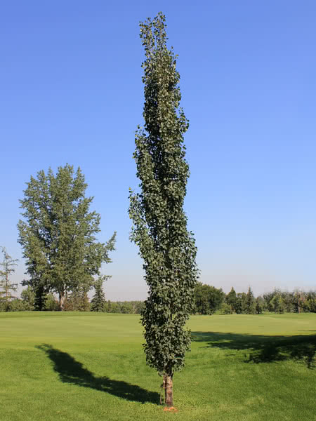 Swedish Aspen